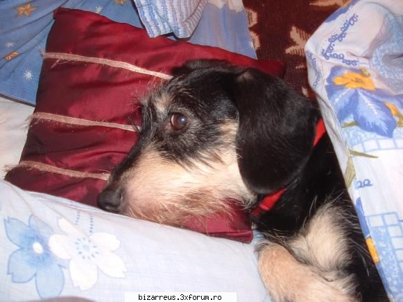 Pets? - eu am o catelusa de 10 ani ia implinit luna - ●๋�WellCome Here●๋�